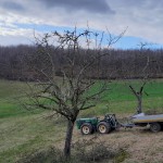 A45 beim Obstbaumschnitt